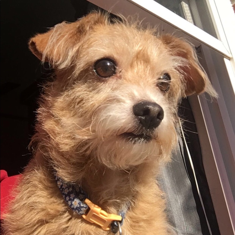 Meet your Posher, Bella